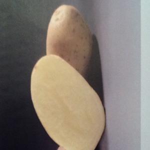  Pomme De Terre Nouvelle Maroc - fruits et légumes nous sommes producteurs de pomme de terre et  disposons de nos unités de conditionnement,  la pomme de terre de cette nouvelle campagne est disponible en 5 variétés (nicolas,  spunta,  désirée,  lisetta et mondial),  les calibres sont de 17 à 35,  de 35 à 5