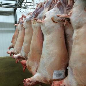  Viande D'agneau Allal - animaux vivants nous sommes une entreprise portugaise de prodution des moutons,  nous sommes intéressés à exporter de la viande fraîche ou congelée à europe afrique moyen-orient. nos animaux sont croisés à ile-de-france,  sufolk,  romaine et mérinos,  tr&egr