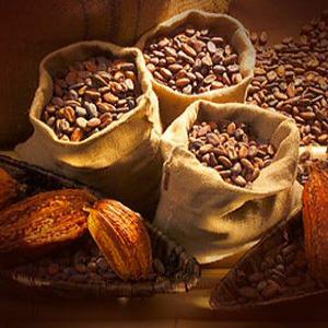  Cacao Cameroun Bio - café cacao thé centrale d'achat dispose d'un stock de  cacao origine du cameroun de bonne qualité--offre des fèves de cacao produit- cacao campagne- les produits sont fermentés,  lavés et séchés au soleil. le cacao produit est issu d'une agriculture bio.--conditions tarifai