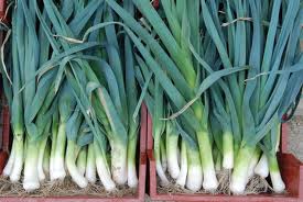  Poireaux - fruits et légumes bonjour--je mets en vente 54 tonnes de poireaux par semaine.--conditionnement- caisse/carton--dans l'attente de vous lire--cordialement