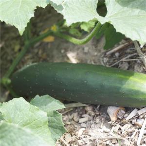  Concombre - fruits et légumes bonjour--je mets en vente 54 tonnes de concombre par semaine.--conditionnement- caisse/carton--dans l'attente de vous lire--cordialement