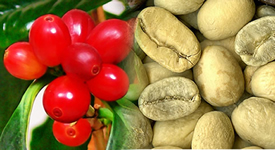  Vente De Cafe Arabica/robusta - café cacao thé repr&eacute;sentant de producteurs de caf&eacute;/cacao venant de cote d'ivoire, nous sommes install&eacute;s au maroc et disposons de stocks de + 2oo tonnes de caf&eacute; verts s&eacute;ch&eacute;s et tri&eacute;s de 1ere qualit&eacute;,  de f&egrave;ves de cacao et de caoutchouc(latex brute)prets &