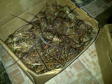  Lambi Et Langouste - poissons nous recherchons clients pour fruits de mer --lambi ecrevisses et langoustes en provenance de turk &caicos--saint domingue et bahamas--livraison sur la martinique , la france et la guadeloupe --minimum 150kl