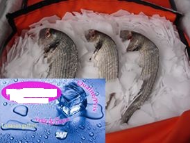  Vente De Glaçon Et Glace En Ecailles - poissons bonjours nous somme une entreprise spécialiste dans la fabrication et vente de tout genre de glaçon (glaçon tronconique glace en écailles ) nous cherchons les professionnelle dans la poissonnerie .les organisateurs de soirée .barres lounge .hôtel restaurant t