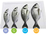  Loup Et Daurade - poissons nous sommes  installée en tunisie,  nous cherchons un partenaire pour l'exportation des poissons ( loup et daurade ).--nous proposons une gamme de tailles variées,  comprenant notamment des poissons de 200 grammes à 1 kg pour les loups et de 200 grammes à 500 grammes pour l
