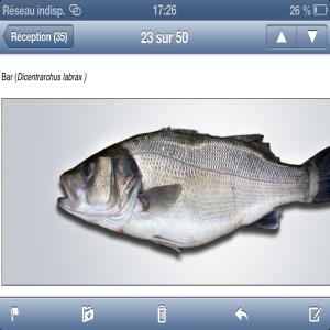  Fournisseur De Poissons Frais Du Maroc - poissons fournisseur de poissons frais (plusieurs vari&eacute;t&eacute;s) du maroc cherche grossistes pour relation commerciales s&eacute;rieuses et durable.           fra&icirc;cheur garantie,  d&eacute;lai respect&eacute;. --devis possible et rapide.--- quantit&eacute;s -  petite,  moyenne et grande. --- fra