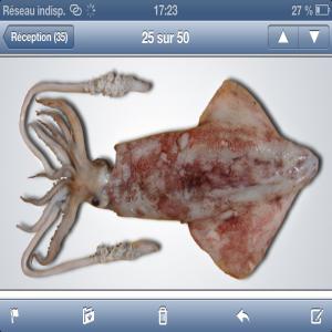  Tonne Et Plus De Calamars Frais Du Maroc - poissons vend 1 tonne et plus de calamars frais du maroc --tr&egrave;s frais avec conditionnement au top.----bien &agrave; vous 