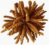  Champignon Chenille, Yarsagumbu - champignon levure bonjour,  nous sommes cueilleurs et nous proposons la nouvelle récolte de champignons chenilles (ophiocordyceps sinensis),  issus des montagnes isolées de la région autonome tibétaine de shangri-la,  yunnan. remèdes de choix de médecine chinoise et tibét