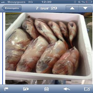  Poissons Frais De Qualité Du Maroc. - poissons poissons frais du jour ( maroc)----dénomination.       calibre.          prix€/kg en cif----merou gris.              5/7kg.           10, 5--pagre.                      1/2kg.           10, 5--calamar.                                       10, 5--dorade royal             1/2kg.           13, 5--l