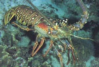  Langouste Vivante - poissons notre société basée en mauritanie est spécialisée dans l exportation du poisson frais et des langoustes vivantes ( verte et rose ) --notre produit provient de la peche du jour et traité directement dans notre usine agrée ce .