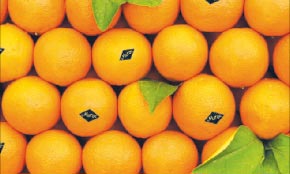  Oranges Maroc Late Valencia - fruits et légumes société internationale de négoce en liaison directe avec des fournisseurs et sans intermédiaires , nous vous proposons des produits alimentaires (tomates,  poivrons,  oranges,  melons,  conserves de sardines,  pattes de poulet et autres produits made in morocco),  avec des tarif