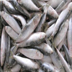  Sardine Congelée - poissons bonsoir, --je mets en vente 1530 tonnes par mois de sardine congelée.--20kg/ 2 blocks / 10kg chacun.--calibre 8-12/ 10-12--production de plus de 60 tonnes chaque jour.--dans l'attente de vous lire--cordialement--
