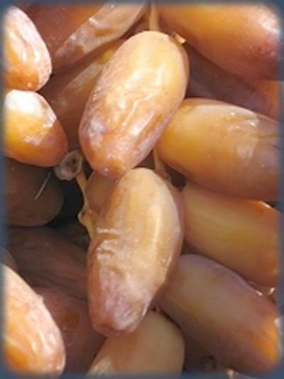 Production Des Dattes Deglet Nour Tunisien - fruits et légumes je suis un producteur des dattes ;je cherche un partener pour production des dattes et export ses dattes a l'etranger