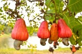  Anacarde Quantité Disponible - céréales bientôt c'est le lancement campagne de l'année 2014 de l'anacarde dans tout le bénin. en tant que courtier je vous suggere de profiter du prix actuel pour fait assez de stockage