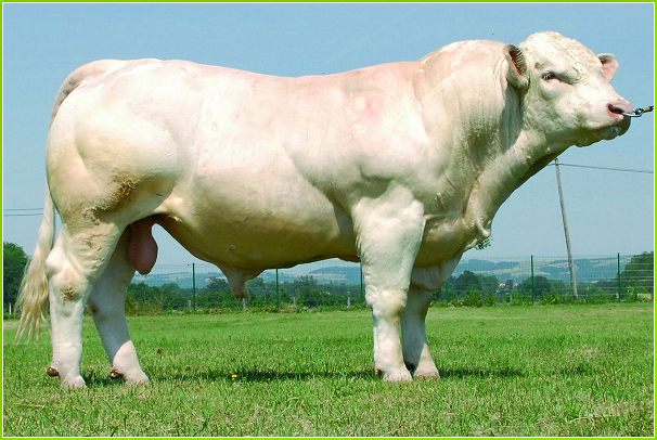  Achat 100 Taurillons 200-250 Kg Sevré - animaux vivants achat de 100 taurillons sevrés --poids - 200~250 kg .--lieu - alger ou wilayas limitrophes--prix - le mieux disant --race - limousin * charolais * accepte veaux de race laitières conditionnés par un prix intéressant   