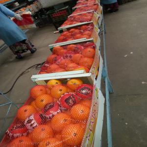  Orange /clementine - fruits et légumes nous somme une so cite exportation de maroc nous avent une tres--bon qualite de la clementine nour et de les oranges et la tomate et les--poivrent avec des prix tres competitive--si vous avez interesse contacte nous