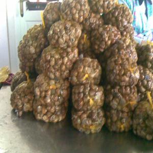  Escargots De Roumanie(helix Pomatia) - coquillage crustacé escargots de roumanie (helix pomatia) en saque de 1, 2, 3 kg fraiche et surgeles ! on a aprox 200 tonnes a 2 euro/kg tout comprix!