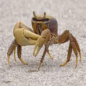  Importation Crabes De Terre - coquillage crustacé dans le cadre de mon activit&eacute; de transformation alimentaire,  je recherche &agrave; importer des crabes de terre de la vari&eacute;t&eacute; cardisoma guanhumi (nom latin),  en quantit&eacute; de 100 kg par mois en moyenne.----j'aurais besoin &eacute;galement de coquilles de crabe cardisoma gua