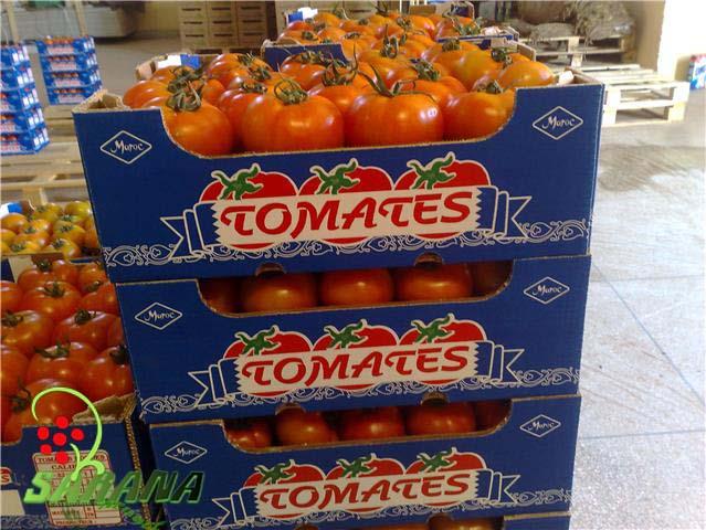  Tomates Ronde - fruits et légumes bonjour chere clients--nous sommes une societe marocain si vous avez interesse pour acheter une tres bon qualite de tomate ronde merci pour nous contacte --merci