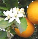  Eaux Florales - matiere vegetale notre société artisanale cherche des clients potentiels pour la nouvelle saison pour l'acquisition de nos produits (eau de fleurs d'oranger, géranium,  rose, églantiers...)distillés traditionnellement sans additifs chimiques,  aussi des fleurs d'orangers séch&ea