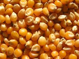  Semence Maïs Grain - semence graine plant je cherche des semences de maïs type grain . pour etre livrer a alger --accepte tout type de semences ( deklab,  monsanto,  codisem,  pionner,  semencefrance ...etc ) 