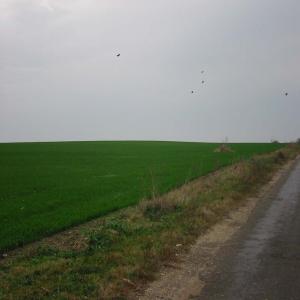  Vend Terrain En Roumanie 1018 Ha Zone Arad - mine terrain concession nouveau terrain sur arad en roumanie zone pas loin de timisoara ----speciail investisseur etranger pour agriculture blé cereales etc.....----le terrain est bordé par la riviere cris de son nom sur une distance de 8 km avec de reelle possibilité irrigation ----unique proprietaire