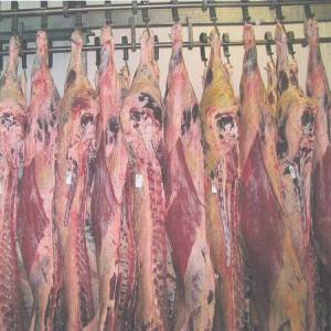  Viande -bovine- Ovine Poulet Halal - viandes et oeufs vend toute l'année carcasses de bœufs,  de veaux,  agneaux , steak haché , poulets congelés et certifié halal , livraison de 25 tonnes a 500 tonnes /mois cif toutes destinations. --