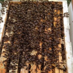  Abeilles Originaires De Slovénie (carnoliennes) - animaux vivants --nous sommes une entreprise apicole familiale de slovénie avec plus de 20 ans d'expérience.--nous vous offrons des produits et des services de haute qualité.--les abeilles sont saines,  fortes,  en grande forme. les abeilles des paquets sont nourris exclusivement avec du fructose