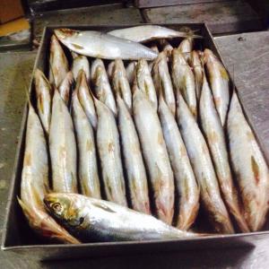  Poissons Mauritanie - poissons pouvons offrir sardinelles aurita rondes calibre  20cm plus soit 3/4 pkg  ,  cartons 20 kg 28 t par containers 640 euros fob mauritanie  ,  possibilité aussi d offrir du divers 
