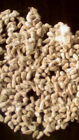 Graine De Coton Et Coton Fibre - matiere vegetale nous disposons d'un stockage de 10.000t de graine de coton origine bénin et de 2.000t de coton cartonné disponible tout de suite. 