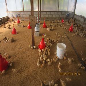  Elevage Poulets De Chair Et Pondeuses Boeufs Et - animaux vivants cherche partenaires professionnels pour mise en place d une ferme avicole et un ranch en cote d ivoire dans la région de dabakala pour poulets de chairs pondeuses et pintades. disposons d un terrain de 10 hectares pour un debut