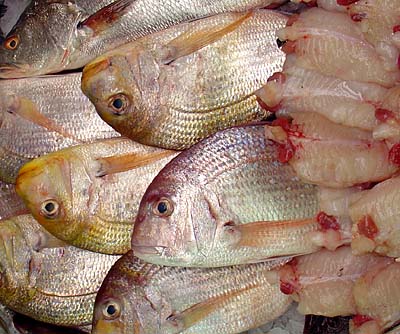  Poissons Frais - poissons we are looking for customers interested in fresh fish. from mauritania. immediate ----nous recherchons des clients intéresser par des poissons  frais . en provenance de mauritanie. livraison immédiate --pour autre information merci de me contacter sur mon email