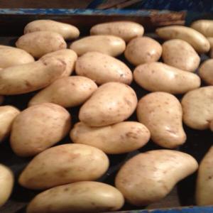 Pomme De Terre Nouvelle Du Maroc - fruits et légumes nous disposons de grandes quantité de pomme de terre nouvelle du maroc. conditionnement en sac de 15 kilos. capacité 4 camions par semaine.--on travaille actuellement avec l espagne,  la france ,  la russie et la côté d'ivoire.--contactez nous si vous etes interessé.
