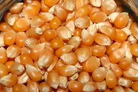  Maîs Jaune Origine Côte D'ivoire - céréales nous commercialisons le maïs jaune produit en cote d'ivoire pour la fabrication d'aliment de bétails. nous avons aussi des noix de  coco en stock.  
