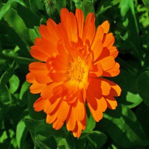  Cosmetiques Naturelles 100% Base De Plantes - hygiene entretien soci&eacute;t&eacute; roumaine cherche importateur de produits cosm&eacute;tiques naturelles &agrave; base de plantes m&eacute;dicinales , propolis et cire naturelle, 100% naturelles . l'efficacit&eacute; de la calendula officinalis et du propolis a &eacute;t&eacute; d&eacute;montre depuis bien des an