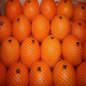  Fruits Morocco - fruits et légumes clementines moroccan --société internationale de négoce en liaison directe avec des fournisseurs et sans intermédiaires , nous vous proposons des produits alimentaires (tomates,  poivrons,  oranges,  melons,  conserves de sardines,  et autres produits made in morocco),  avec des