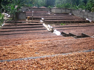  Fève De Cacao Non Décortiquer - café cacao thé vente de fève de cacao qualite superieur de madagascar ou non decortiquer cabosse qualite n°1 mondiale