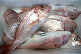  Poissons Et Produits Halieutiques Frais En Vente - poissons  bonjour-- entreprise d'exportation de poissons ainsi des produits halieutiques tels que des - merou rouge(g.m.p),  merou blanc et noir(g.m.p.),  coq rouge,  barracuda,  pageot(g.m.p),  dentex(g.m.p),  dorate rose et grise (g.m.p.),  sole longue et sole de roche,  crevettes n° 1, 2, 3, 4, 5, 6, 7,  merou badei