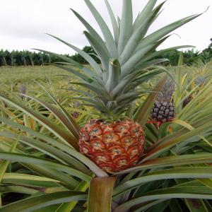  Ananas De Bonne Saveurs Petits Prix! Essayez! - fruits et légumes cayenne lisse - 600 €/tonne et pain de sucre 650 €/tonne.  nous avons une quantité importante d'ananas frais et de jus d'ananas de très bonne qualité aux saveurs iresistibles. nous pouvons faires des contrats de court et de long terme si interréssé.nous sommes ouve