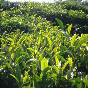  Toutes Marques De Thés Pu Erh Et Thés Du Yunnan - café cacao thé bonjour,  négociant français installé dans le yunnan depuis de nombreuses années,  je peux fournir toutes marques de thés pu-erh et d'autres thés de la région à très bon prix. petite et grosse commandes traitées. envoi rapide et sim