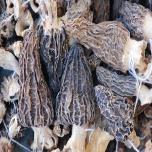  Morilles Séchées Extra - champignon levure bonjour je vends champignons séchés je vends des morilles miticuleusement nettoyé un par un à 280 € /kg et 250 € à partir de 5kg 