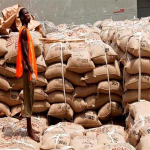  Énorme Quantité De Cacao En Vente - café cacao thé nous somme une associations de cultivateur de cacao au cameroun et nous aimerions avoir un partenariat avec une soci&eacute;t&eacute; de confection de chocolat ou de transformation de cacao, pour pouvoir vendre notre cacao et faire profit&eacute; le monde de notre culture.--