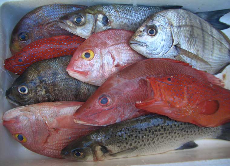  Poissons Et Produits Halieutiques Frais En Vente - poissons bonjour entreprise s&eacute;n&eacute;galaise d'exportation de poissons ainsi des produits halieutiques en gros tels que des - merou rouge(g.m.p),  merou blanc et noir(g.m.p.),  coq rouge,  barracuda,  pageot(g.m.p),  dentex(g.m.p),  dorate rose et grise (g.m.p.),  sole longue et sole de roche,  crevettes n&