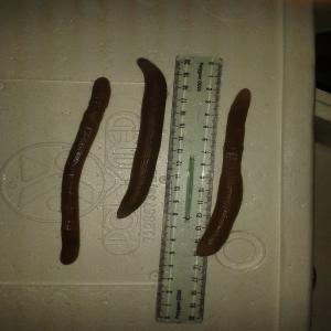  Appâts De Pêche Vivant Bibi/mourons - animaux vivants appâts de peche tunisiens,  type bibi ,  mourons ,  saltarelle ,  vers a tube ,  toutes taille ,  attractifs,  très résistants livrés à l aéroport de votre choix.--les bibis sont récoltés le jour de l expédition. grande expérience de plus