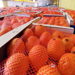  Maroc Late - fruits et légumes nous somme soci&eacute;t&eacute; marocaine d'import-export de fruits et l&eacute;gumes,  nous proposons actuellement nos oranges vari&eacute;t&eacute;-- maroc late  ,  nous garantissons la qualit&eacute; ,  le prix comp&eacute;titif et le service professionel,  ex - emballage 15kg ,  a partir de 480 /ton