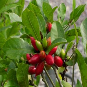 SYNSEPALUM DULCIFICUM dit  Miracle fruit  - fruits et légumes importons sur l'europe le  miracle fruit  dont le nom scientifique est synsepalum dulcificum--le fresh miracle fruit berries rend sucré tout ce que vous manger après voir gouté ou succé ce fruit.--le fruit miracle ou fruit miraculeux est une espèce d'arbres de la f