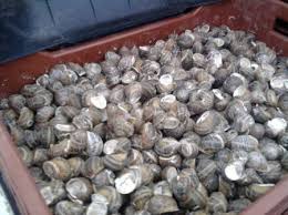  Escargot - coquillage crustacé bonjour--nous sommes &agrave; la recherche d'un fournisseur d'escargot en tunisie pour l'export vers  l'europe--merci de nous contacter pour effectuer une visite et discuter les termes de collaboration-- 