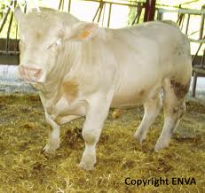  Taurillion Et Genisse Pleine - animaux vivants bonjour nous somme une soci&eacute;t&eacute; situ&eacute; dans les voges proposons taurillon et genisse pleine pour algerie maroc liban camion de 38 minimum toute race et tout poids nous etudions toute proposition pour que nos equipes puisses satisfaire un maximum le client cordialement mr boucherit