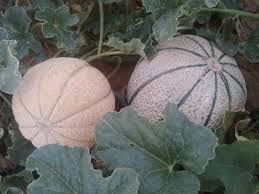  Melon Rock Cantaloup - fruits et légumes nom de produit - cantaloup (melon rock), nom latin - cucumis melo , origine-tunisie , bonne qualit&eacute;, stock limit&eacute; calibre entre 0.5g &agrave; 1kg la pi&egrave;ce  --