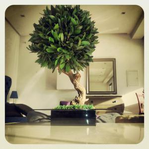  Plantes Stabilisées - matiere vegetale notre soci&eacute;t&eacute; ,  implant&eacute;e en tunisie ,  met &agrave; votre disposition les plantes stabilis&eacute;es suivantes - gynerium, palmes de phoenix, papyrus, pendula, mousse plate et olivier.